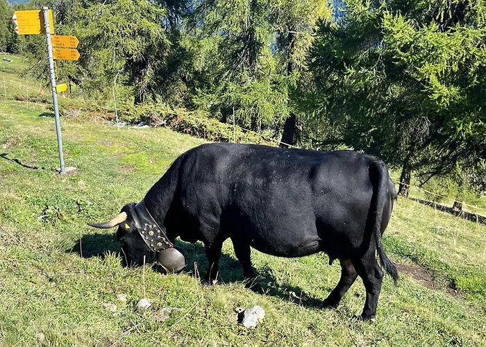 아파트 Edelweiss In *